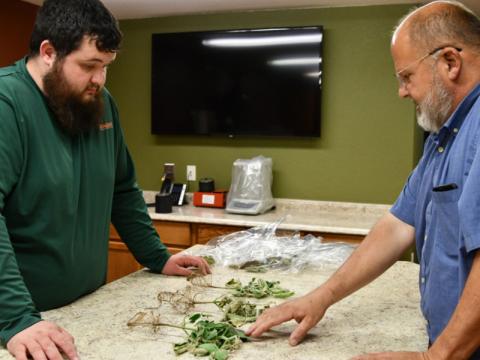 Gage Nichols, directeur de la recherche et du développement, et Jeff Ochampaugh, président, discutent des différences observées dans les plants de soja cultivés à partir de semences traitées et non traitées lors d'une récente expérience à Agrilead.